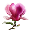 kwiaciarnia internetowa, wysyłkowa